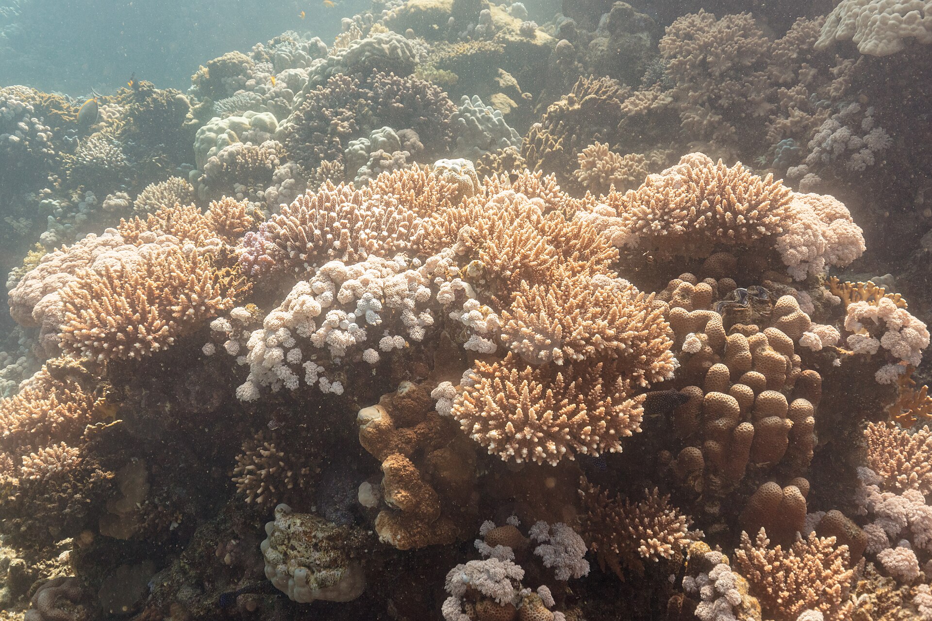 A sunlit hard-coral garden on a shallow tropical reef