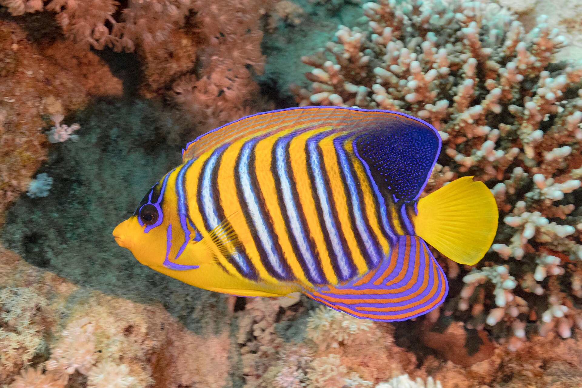 A regal angelfish (Pygoplites diacanthus) swimming over a coral reef